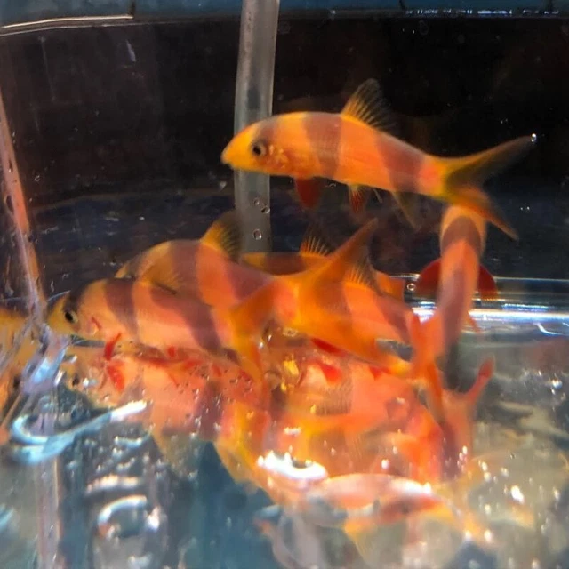 10 Pack of clown loach 1.25" in length - live tropical fish