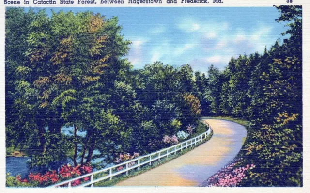 Scene In Catoctin State Forest Frederick Maryland Vintage Linen Post Card