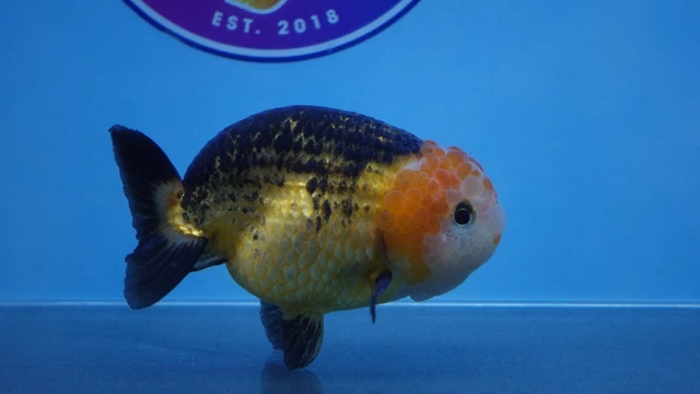 Live Fancy Goldfish Tricolor Ranchu Female