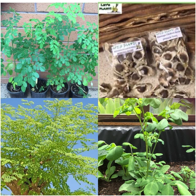 MORINGA OLEIFERA ORGANIC 15 FRESH SEEDS Miracle Tree High Germination Rate