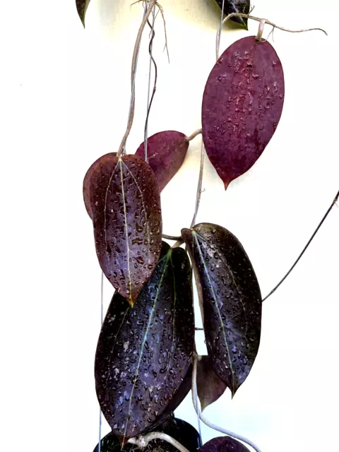 Hoya verticilata Chiang Rai big black  leaves  10-20 “   well rooted. . 2