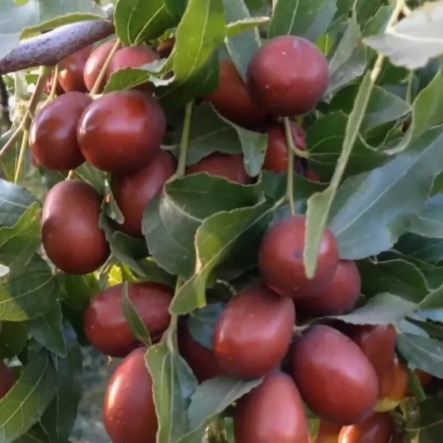 "Ziziphus Mauritiana" Graines d'arbre fruitier Savoureuses graines de...