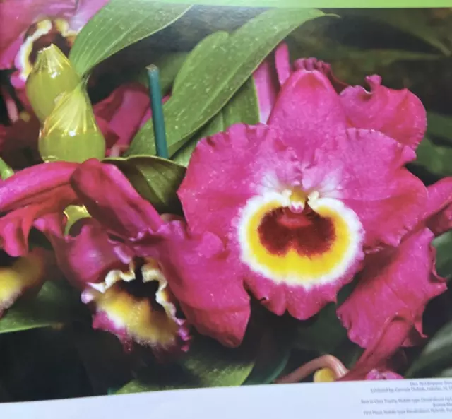 19th World Orchid Conference Book 2008 Folio 7
