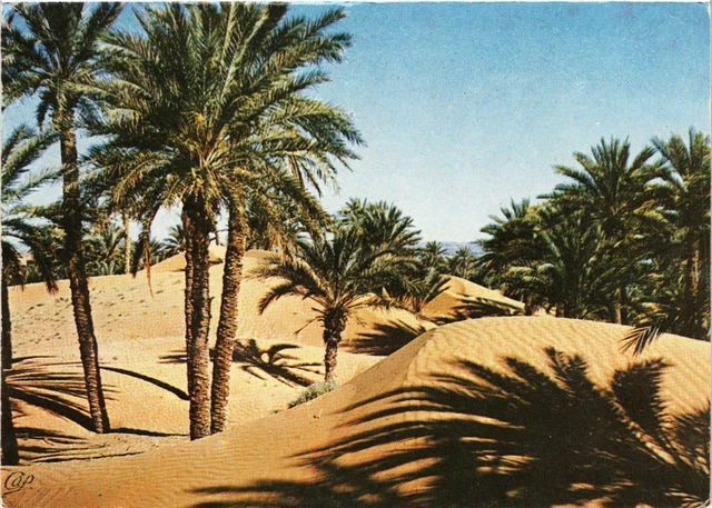 CPM AK MAROC Le MAROC en Lumicolor. Palmier dans les sables d'or (342732)