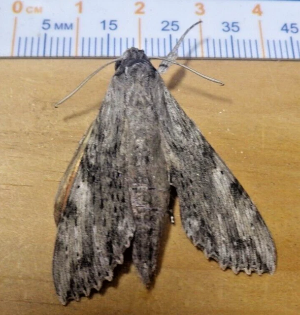 Obscure Sphinx Moth Erinnyis obscura Sphingidae Lepidoptera South Texas J213