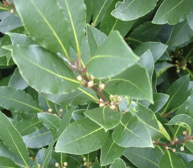 20x BAY LAUREL LAURUS NOBILIS BAY LEAF TREE  20 SEEDS