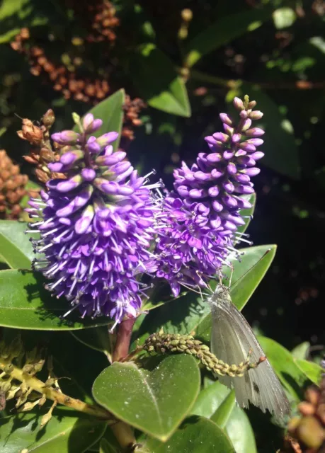 Hebe x franciscana - 100 seeds - New Zealand native shrub Veronica