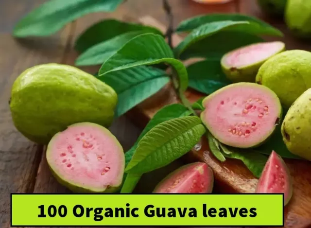 100 Organic Guava leaves fresh dried Hojas de Guayaba Guayabo Psidium Guajava