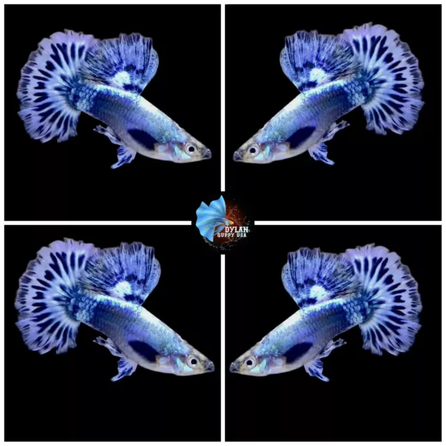 1 Male - Platinum Ivory Mosaic HAlfmoon- Live Guppy Fish High Quality-USA SELLER