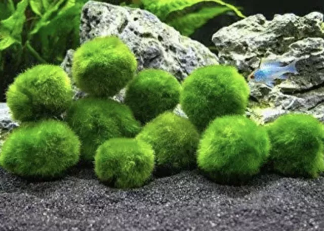 2-2.5cm Marimo Moss Ball Cladophora Live Aquarium Plant Fish Tank Shrimp