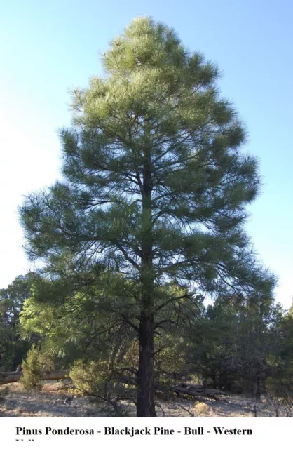 Seed Pinus Ponderosa Blackjack Pine Bull Western Yellow FAST Grow Bonsai Seeds +
