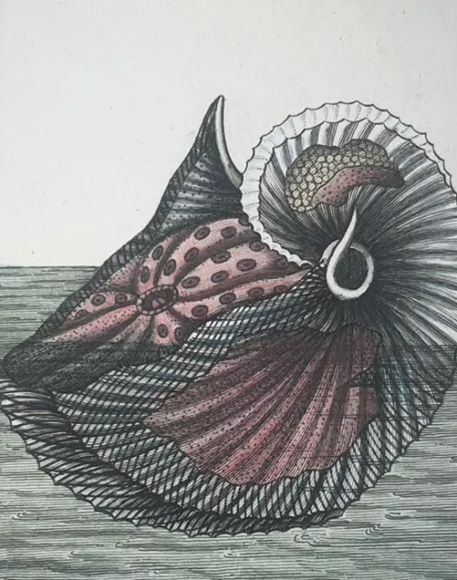 1802 Buffon Hand Colored Nautilus Engraving Le Poulpe Commun Very Rare Montfort