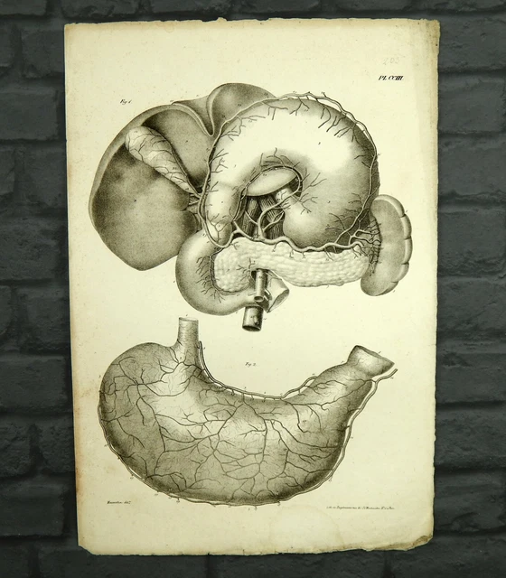 HUGE ANTIQUE GEORGIAN 19th Century 1828 Anatomy Original Human Body ...