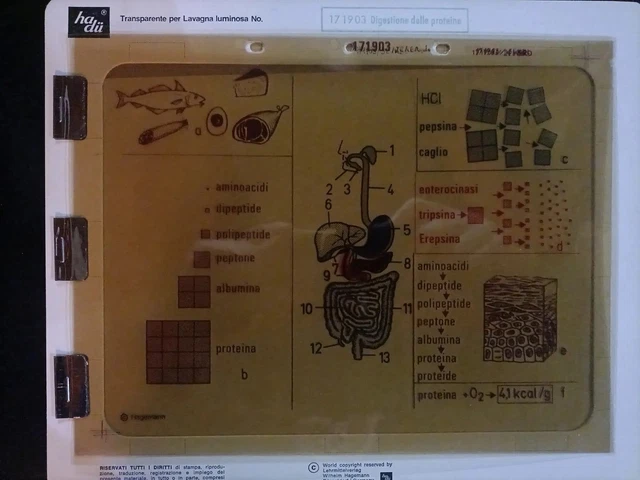 Lucido Trasparente poster Anni 60 Hagemann editrice la scuola Biologia RARITÀ