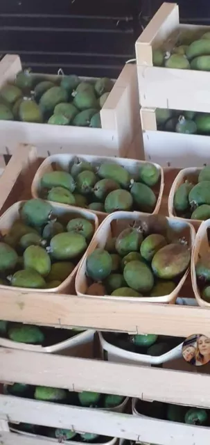 Feijoa sellowiana 'Macumba' / Goyave verte / Conteneur de 5 à 6 litres / Frui...