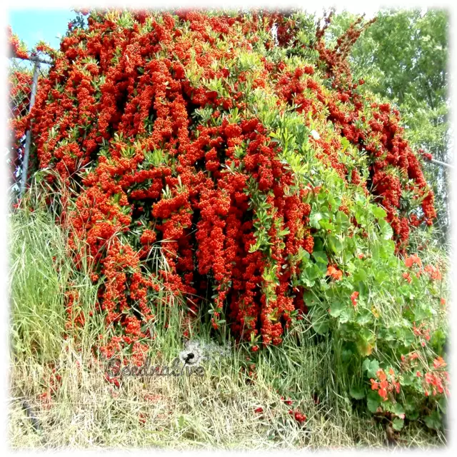 Espino de fuego - Pyracantha crenatoserrata - 300 semillas - Seeds - Graines