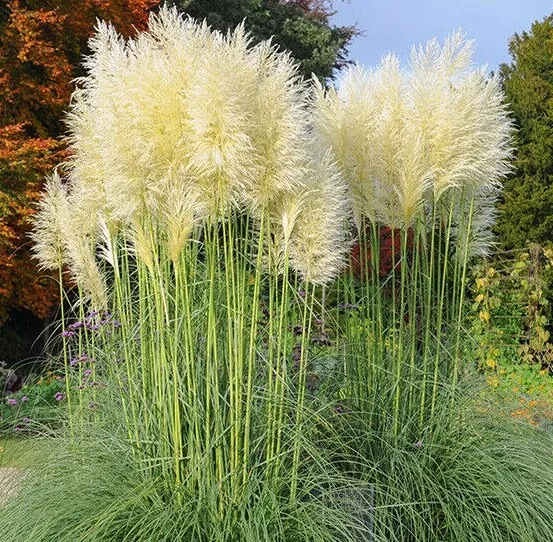 WHITE PAMPAS GRASS Cortaderia selloana 'Argente' 'Alba' 20-30CM Bare root plant