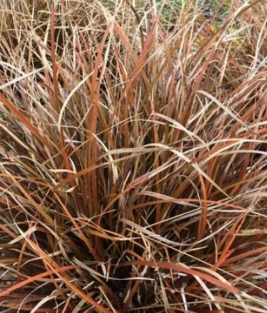 Uncinia rubra grass x 4 plug plants ornamental grasses perennial red hook sedge