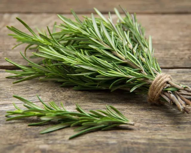 60 graines de ROMARIN (Rosmarinus officinalis) E47 ROSEMARY SEEDS SAMEN SEMILLAS