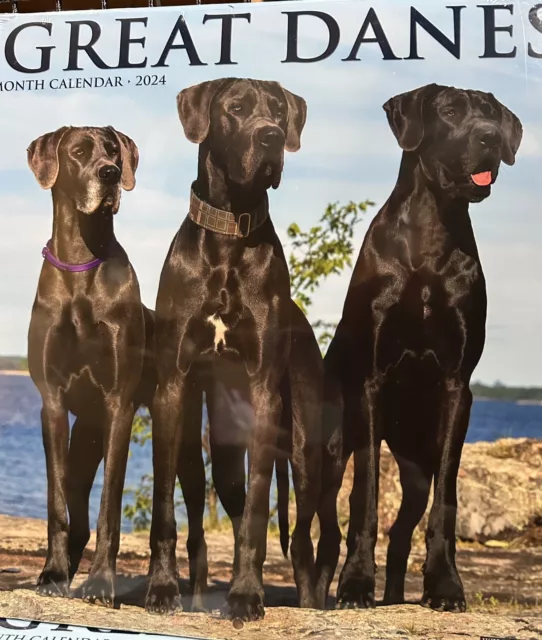 Great Dane Dog Calendar 2024 Large Square Wall Calendar. New And Sealed.