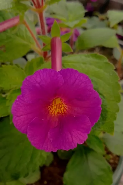 Achimenes 'SRG's Purple Kimono' Three Rhizomes Gesneriad