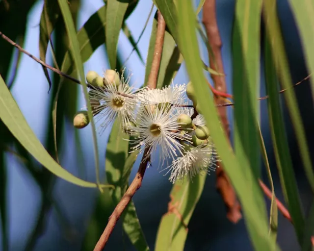 Zitronenduft - 50 Samen Zitronen-Eukalyptus - Corymbia (Eucalyptus) citriodora