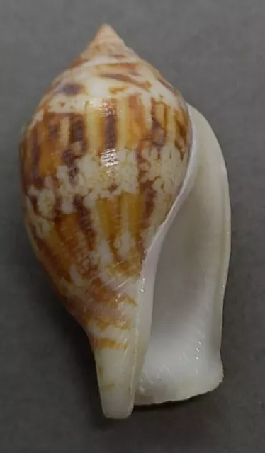 SEA SHELL Canarium maculatum depauperatum (var.) 27.3mm. NICE, ENDEMIC SHELL