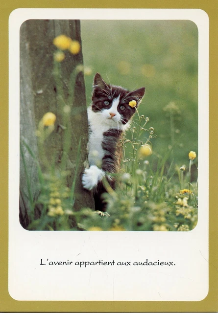 Cpsm / Carte Postale / Chat / Cat // Photo / // Houtland // Brugge