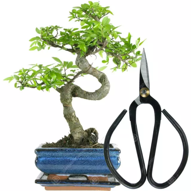 Bonsai Chinese Elm Tree Live Indoor Houseplant in 15cm Pot + Bonsai Scissors