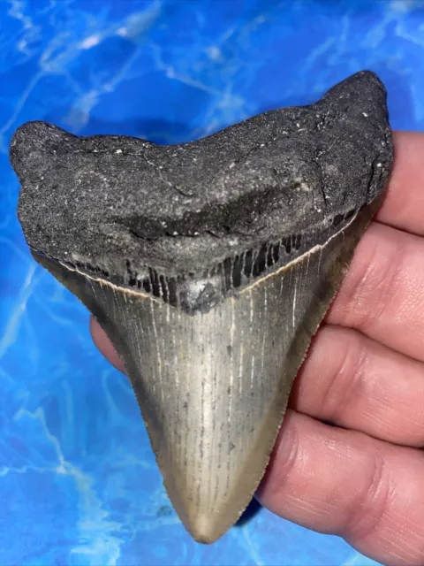 Megalodon Shark Tooth 3.55” Huge Teeth Meg Scuba Diver Direct Fossil Nc 2893