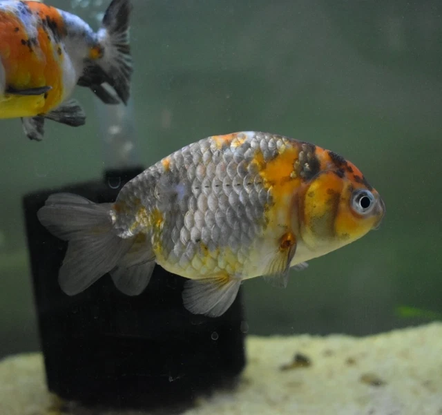 Live Calico Ranchu Fancy Goldfish (5" Freshwater Aquarium Fish) *PLS READ DESCR* 2