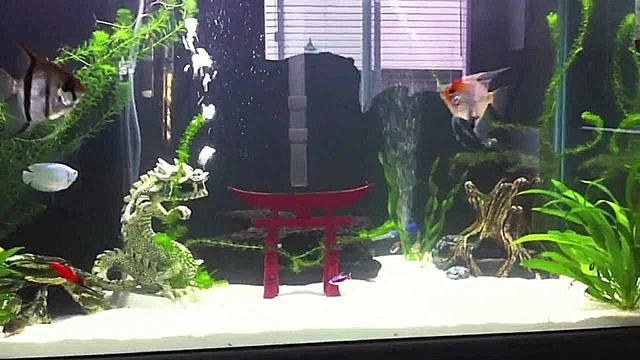 Super White Fish Tank Aquarium  Sand Cichlid / Crafts / Beta / Ant's   8 Lbs 7