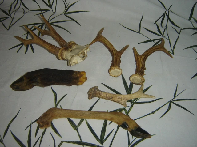 Décapsuleur Avec De Vrai Bois De Chevreuil L, Corne, Chasse