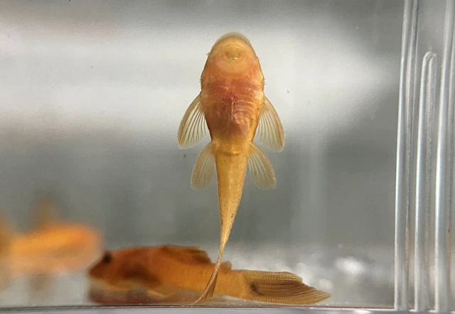 SUPER RED Bristlenose Pleco Plecostomus 1.5 inch+ (4 Pack) -2 BLOODLINES! LIVE! 5