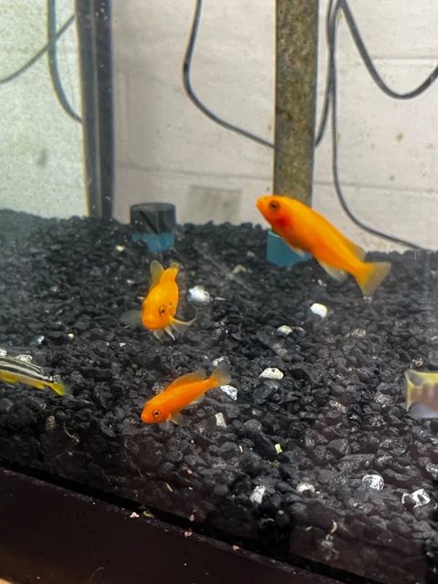 Asst. African Cichlid 1.5-2" Live Fish