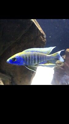Mixed Peacock Cichlids!! ! 10 Fish Total! 1”-1.5”From Beautiful Breeder Stock!