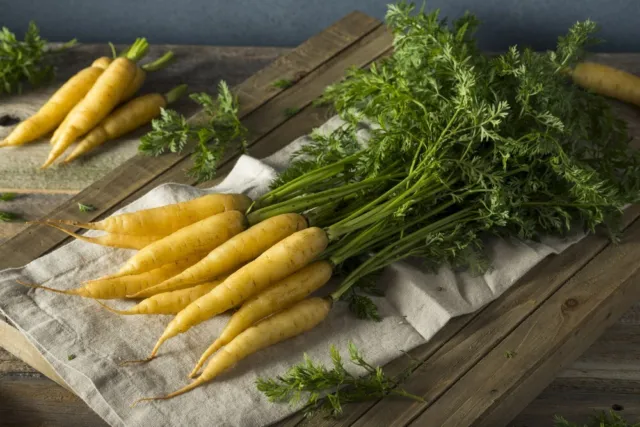 1000 Samen Gelbe Möhre Sorte Lobbericher  Karotte Möhren Garten Gemüse Beet