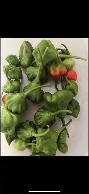 fresh Organic Sweet Pepper