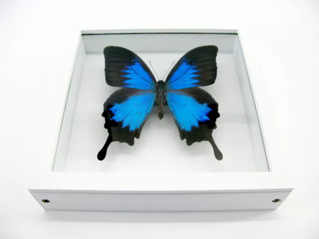Blue Emperor - beau papillon réel, conservé dans la vitrine 3D - qualité musée 3