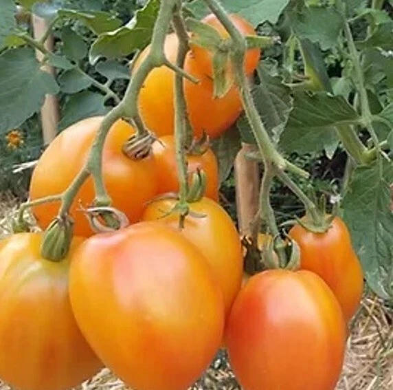 Eduardo F1 Tomatensamen San Marzano | Portion Mit 12 Korn | Resistent, Für Freiland