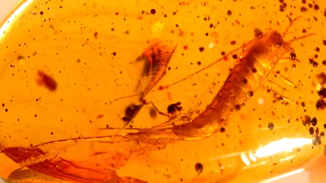 Beautiful Large Bristletail in Dominican Amber Fossil Gemstone