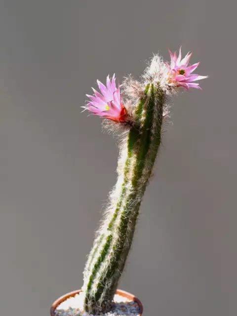 Wilcoxia schmollii - Cactus / Succulent