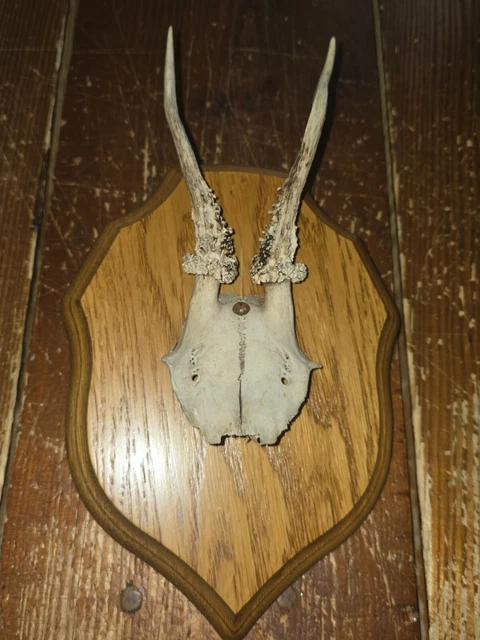 Trophée De Chasse Chevreuil Naturel Avec Son Crâne Sur Rondin De Bois, Fabrication Française