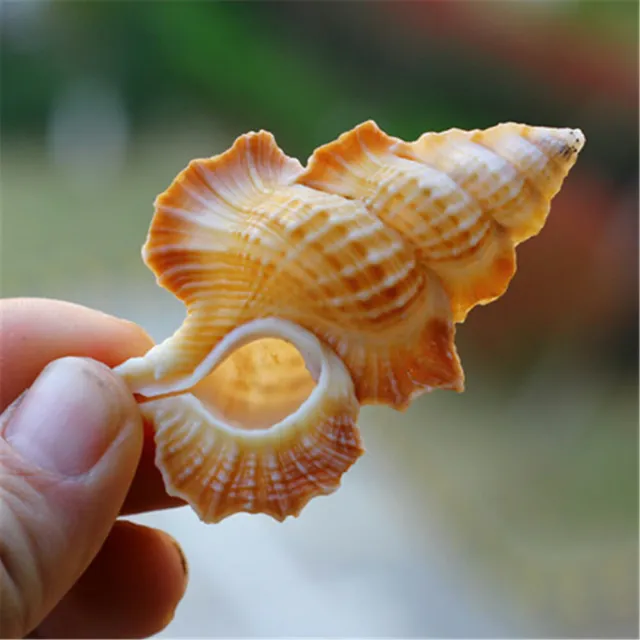 1 Biplex Perca Maple Leaf Shell Conch Aquarium Seashell Fish Tank Decor 5-8 cm