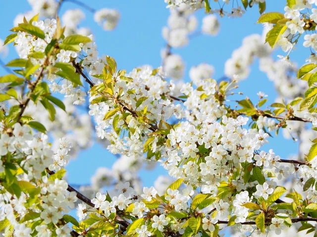 Foto-Serie Pure Nature - Kirschblüte II (Cherry Blossom) - Leinwand Keilrahmen