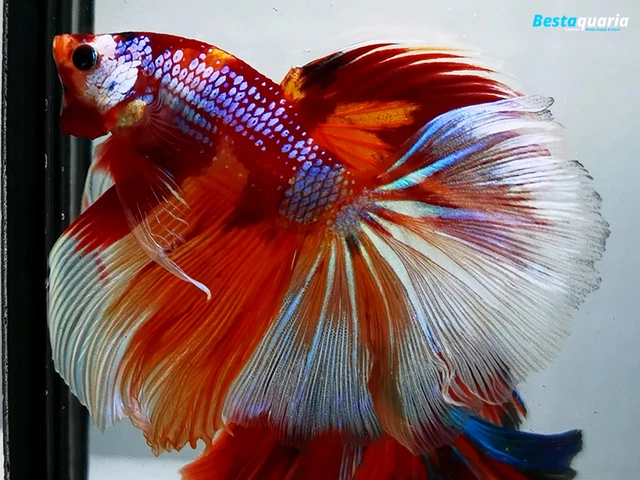 Premium Live Betta Fish l Male Halfmoon Nemo Dragon