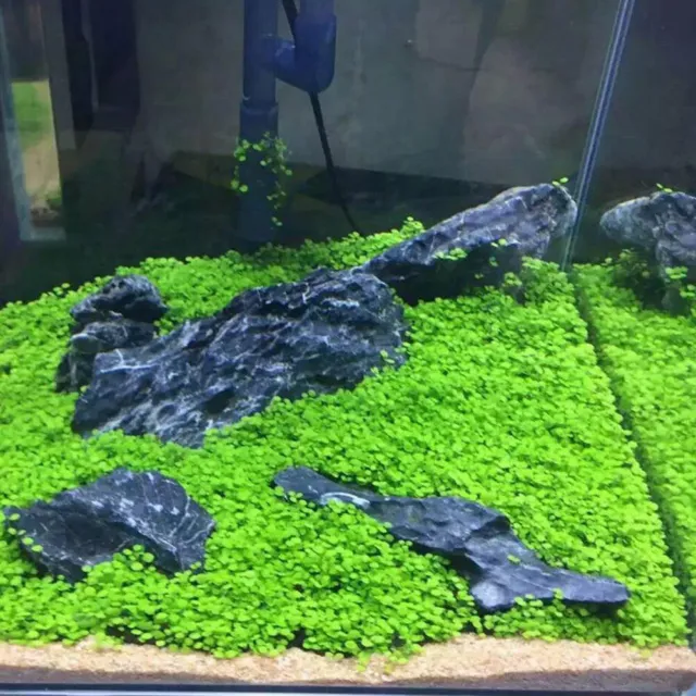 .Aquarium Plant Seeds Fish Tank Aquatic Water Grass Foreground Easy Plants 5g 2