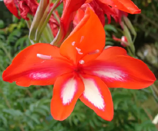 Gladiolus cardinalis Bulb - Rare South African Bulb - Beautiful Flowers