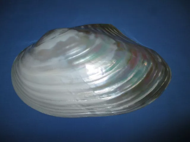HUGE Pearl Clam polished Shell,270mm length(10.6inch)-Nice color-Beautiful-Good