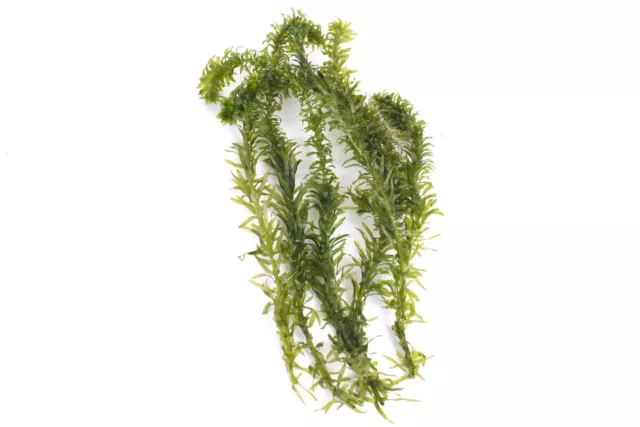 Egeria Densa- submerged - Aquarium Strands